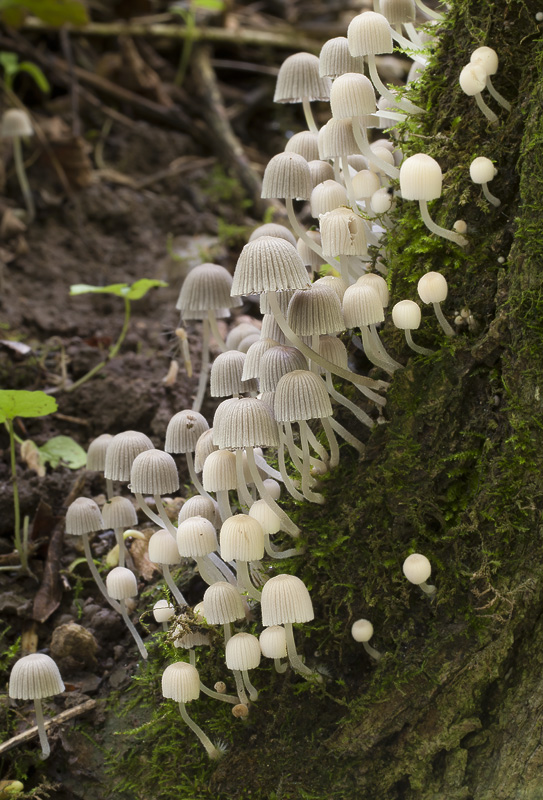 Coprinellus disseminatus